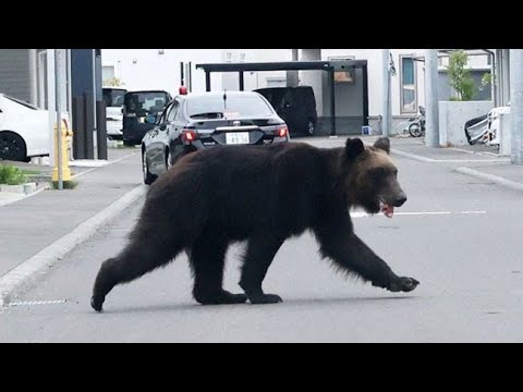 住宅街でクマに襲われ４人けが 札幌 東区 猟友会が駆除 Youtube