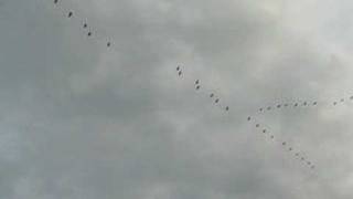 migration formation