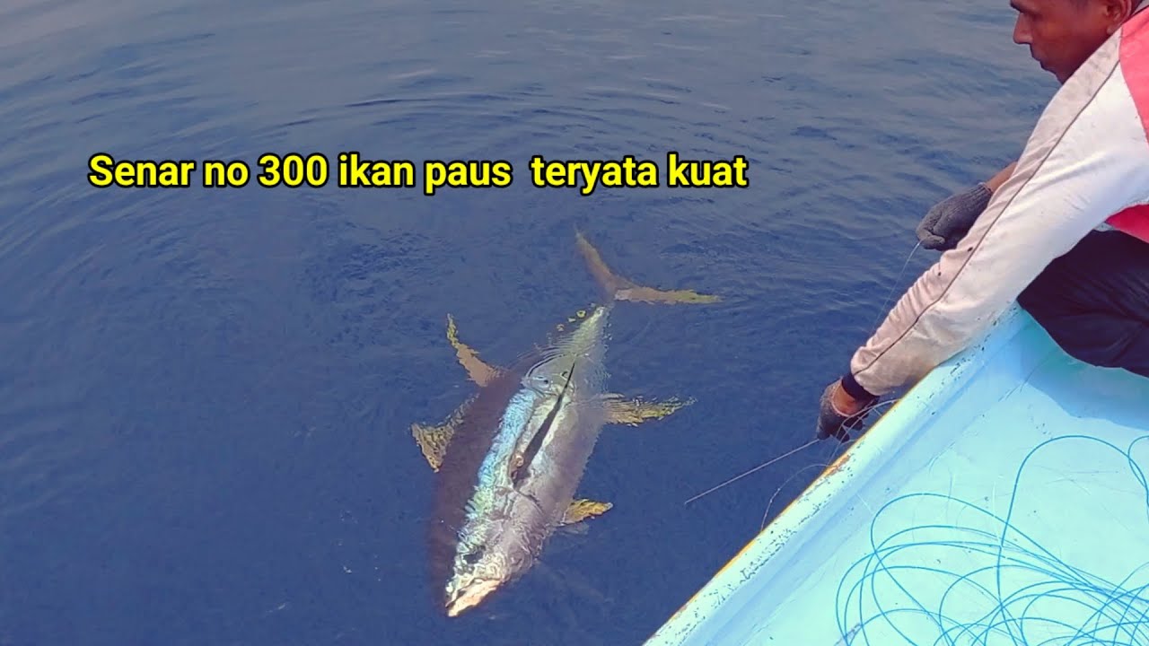 Mancing ikan tuna di rumpon