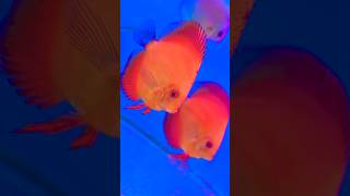 Beautiful Discus Fishes