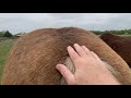 Sneaking Mr. T Food Without Buddy Boy Having A Fit - Feeding Horses Some Hay