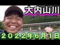 鮎釣り 5cm高 小広瀬橋上流 岩船橋上下 大内山川 2022年