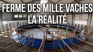 FERME DES MILLE VACHES LA RÉALITÉ