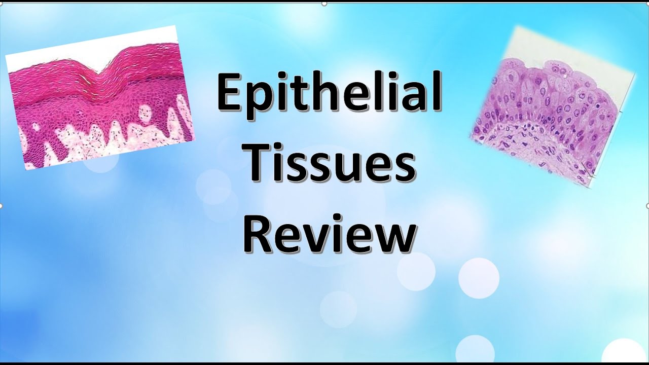 Epithelial Tissues Review Youtube