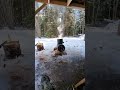 backyard maple syrup
