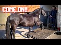 Take Yvonne away | Buy something new | Friesian Horses