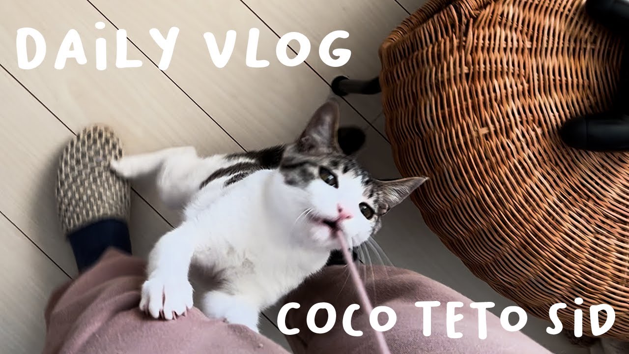 誕生日会/子猫だけど野生の目をしてひもで遊ぶ子猫/しっぽ遊ぶをする子猫/生後6ヶ月のキャッツの日常/元保護猫