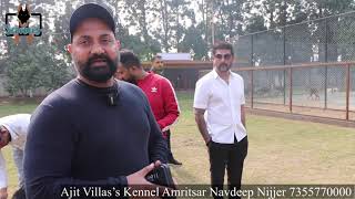 India’s Biggest German Shepherd Dog Kennel Ajit Villa’s Kennel Farm Setup Tour Amritsar Punjab India