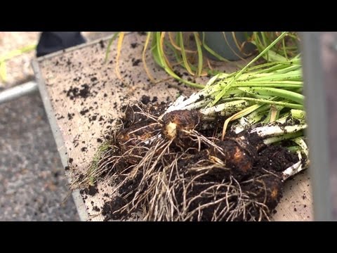 Video: Transplanting Container Grown Daffodils - How To Transplant Naffodils to The Garden