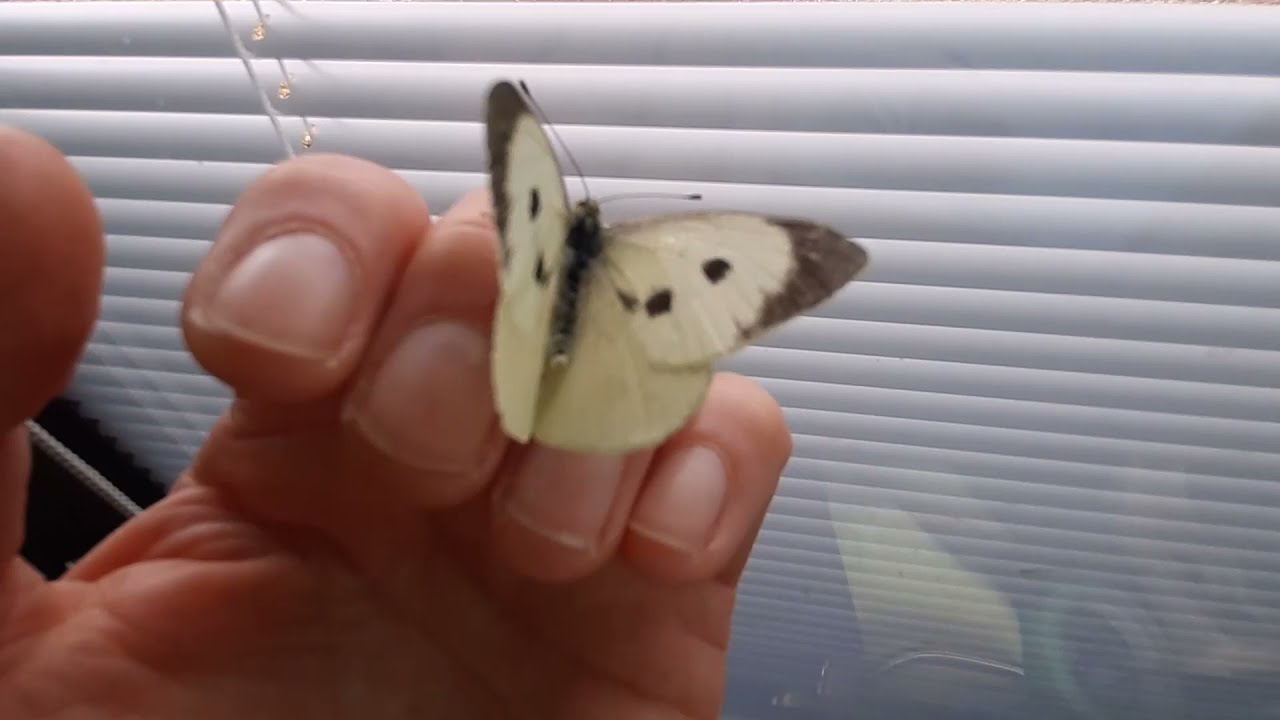 How to Rear British Butterflies 