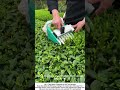 Tea Harvest Reimagined: Speed on the Slopes 🍃
