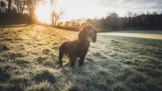 Our First Day Beating In 2024 by Rico The Working Cocker Spaniel 747 views 4 months ago 13 minutes, 17 seconds