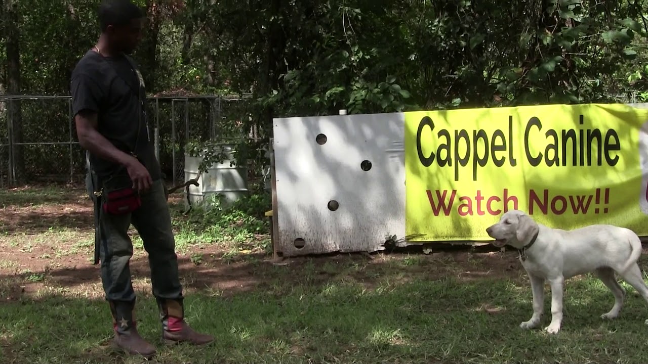 Teach your dog to "fetch"