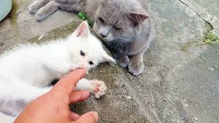 Will Khozkha Accept the New Kitten Introducing Happy! 🐾