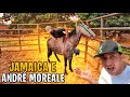 AGORA É A VEZ DO ANDRE MOREALE DOMAR A JAMAICA