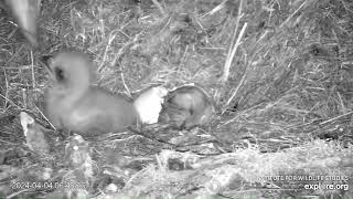 Eaglet Hatches on Live-Cam!🐣Fraser Point Bald Eagle Egg2 Close-Up View of Hatch  Explore.org 4-4-24