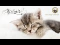 Soothing Sleep Music for Cats - Harp Music for Relaxation and Sleep