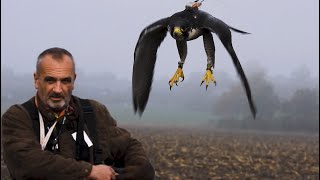 'Beizjagd mit Greifvögel' Falknerei DFO Schleswig 2022 (Falconry Germany)