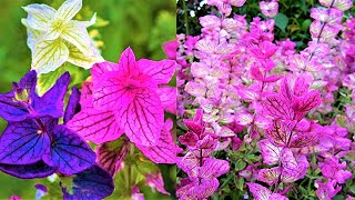 The most drought-resistant garden flowers are perennials. Flowers for sunny places