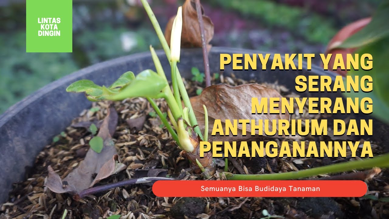 Penyakit Yang Serang Menyerang Anthurium Dan Penanganannya