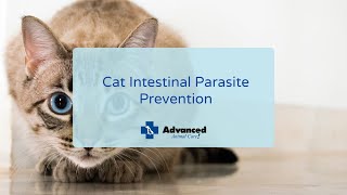 Cat Intestinal Parasite Prevention by Advanced Animal Care 124 views 2 years ago 2 minutes, 34 seconds