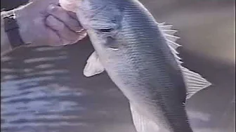 Larry Nixon - River Bass Fishing
