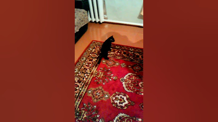 кот стал  собака
