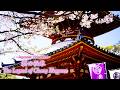 【Japanese video art】『桜の伝承』~思い出とともに咲き誇る~The Legend of Cherry Blossoms: Blooming with Memories