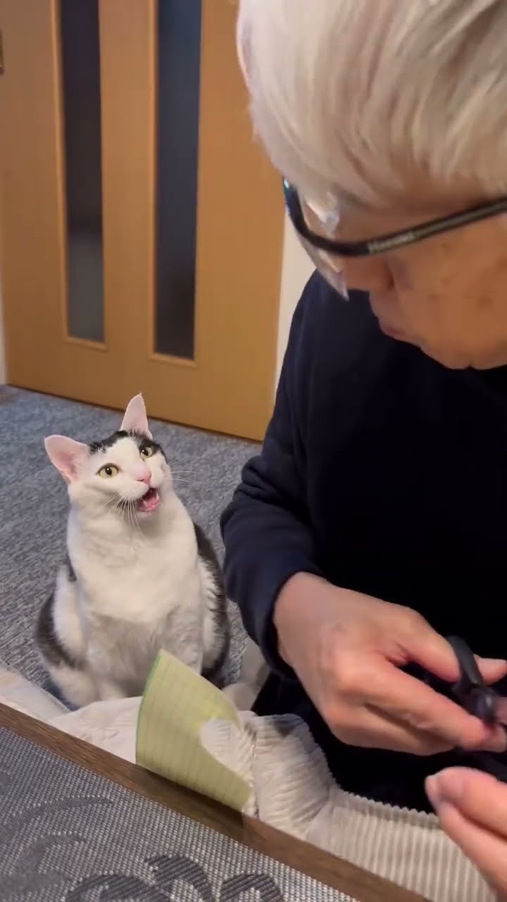 C magnifique vidéo chat nature #cat #thekindoflovewemake #chatonmignon #cute