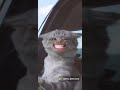 Funnymemes funnyshorts bigmouth funnyfunnyvoice funpage funnydramas funnycat