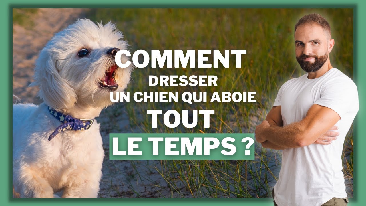 PROBLÈME DE COMPORTEMENT Comment dresser un chien qui aboie tout le