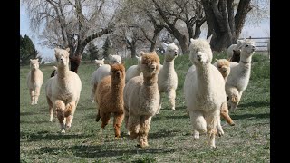 Stargazer Ranch Alpacas Barn Cam