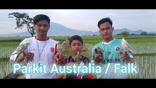 Free fly outdor, proses menjinakkan Burung Parkit Australia/Falk agar bisa Ff. Haha  2020