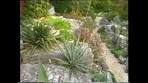 Hortus Botanicus Vrije Universiteit promotiefilm 1987 - YouTube