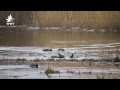 Coots dramatically fighting for territory  wwt welney