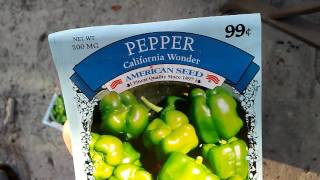 Green peppers urban gardening. container growing california wonder