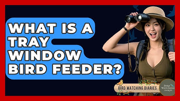 What Is A Tray Window Bird Feeder? - Bird Watching Diaries