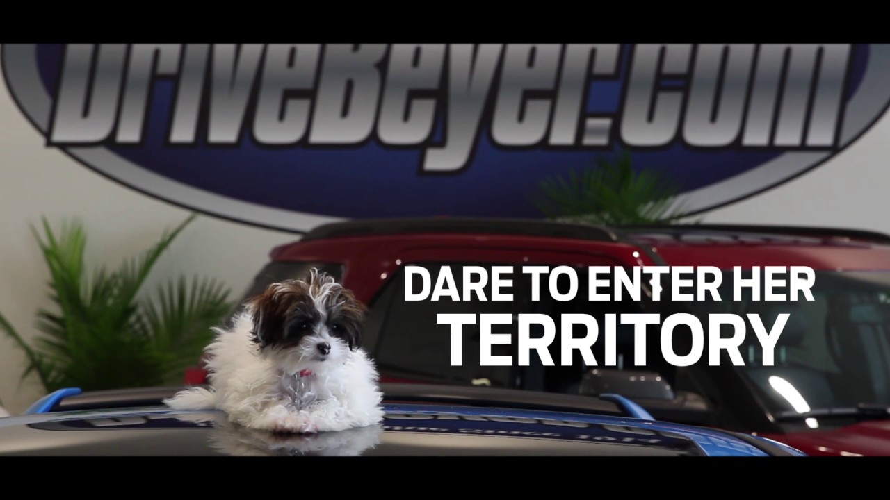 Beyer Ford of Morristown Dog's World Luna YouTube