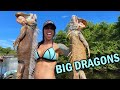 Hunting iguanas with air rifles heatherlynnoh and pythoncowboy