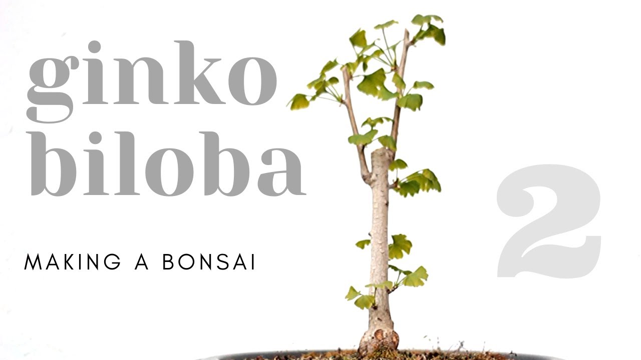 Ginkgo Biloba Bonsai - Repotting #2