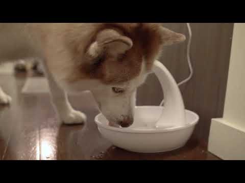 3075 Swan Bpa Free Premium Plastic Drinking Fountain By Pioneer Pet 80 Oz