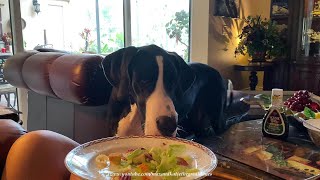 Funny Messy Great Dane Loves Eating Salad Much To Dad's Disappointment