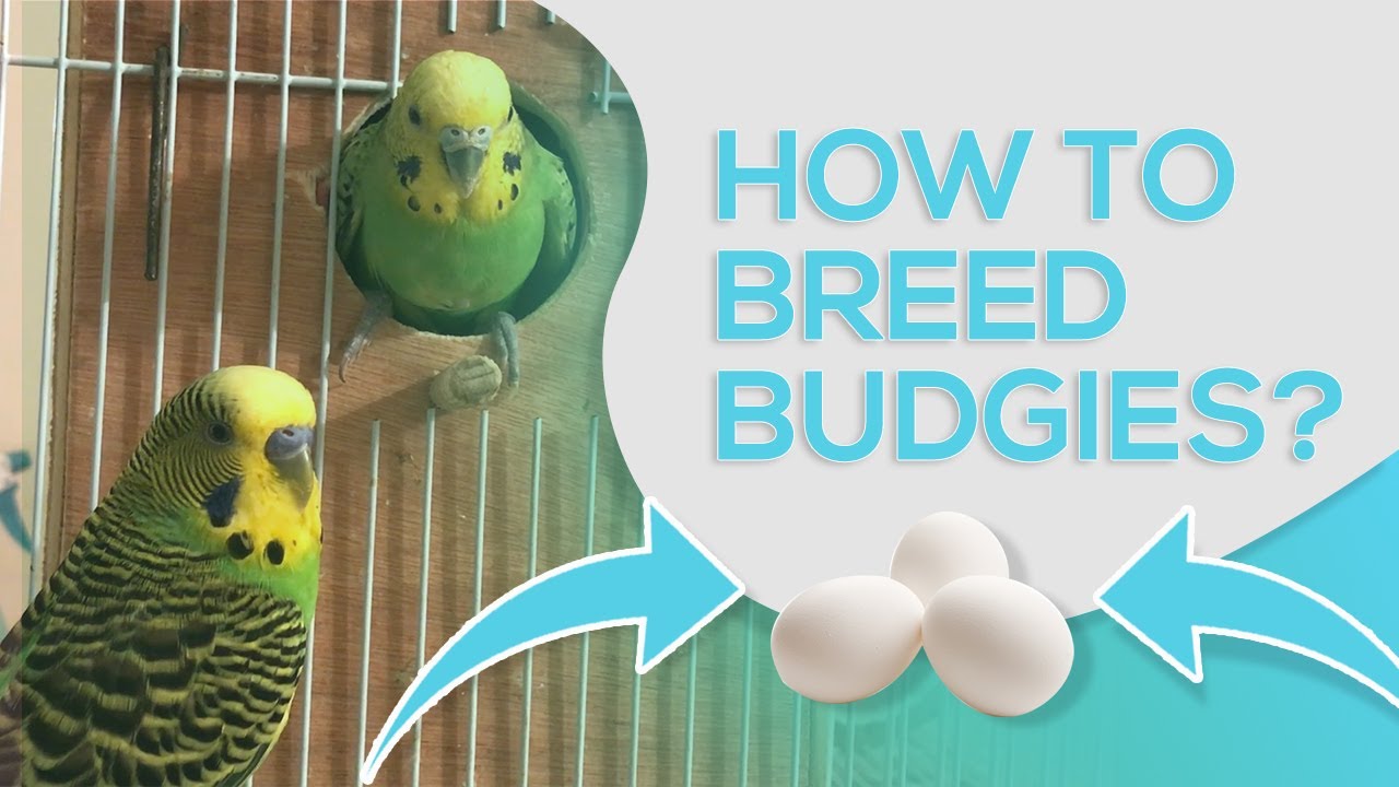 How To Breed Budgies - 10 Steps For Successful Breeding