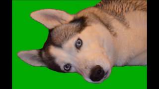 Футаж.  Footage   Хромакей фото хаски. ChromaKey  Husky  Для зимних клипов, фоторамок, коллажей...