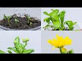 Growth and blossoming of marigold 🏵️ (calendula officinalis) - time lapse [4K]