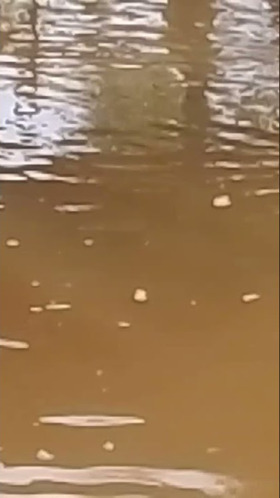 Ikan mabuk, ikan keting yang pada mabuk. @aan mlck #shorts