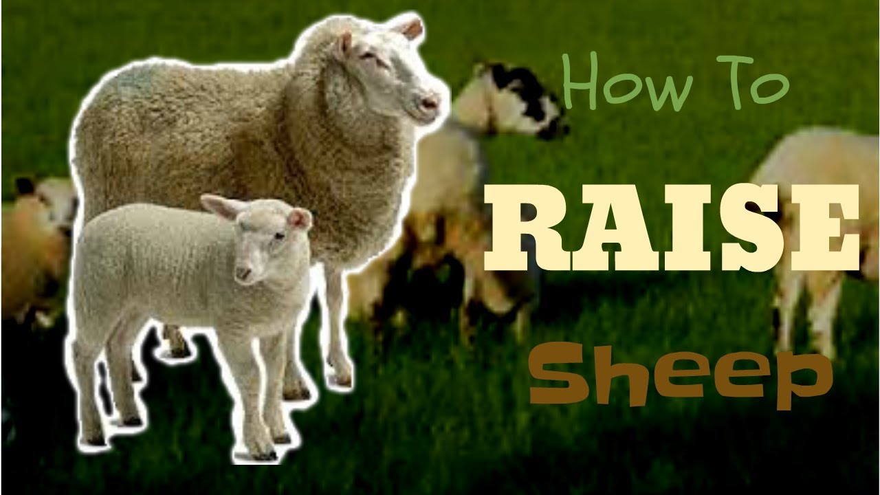 How To Raise Sheep