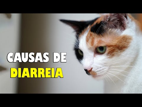 Vídeo: Sintomas De Diarreia De Longo Prazo - Gatos