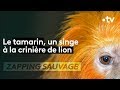 Un singe qui se prend pour un lion  zapping sauvage