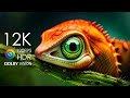 12K HDR 120fps Dolby Vision with Calming Music (Colorfully Dynamic)